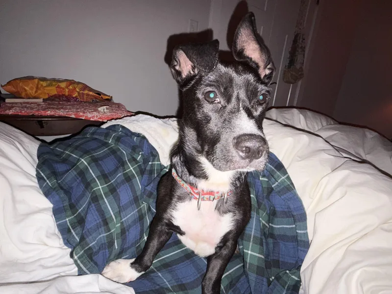 An adult small-sized female Black Basset Hound dog named Coral for adoption in Virginia Beach, VA