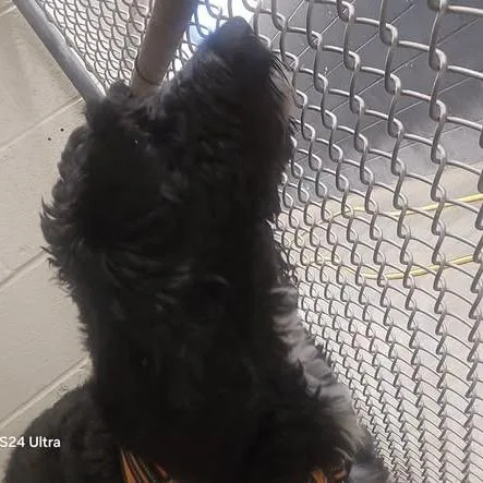 An adult large-sized female Black Standard Poodle dog named Molly for adoption in Martinsburg, WV