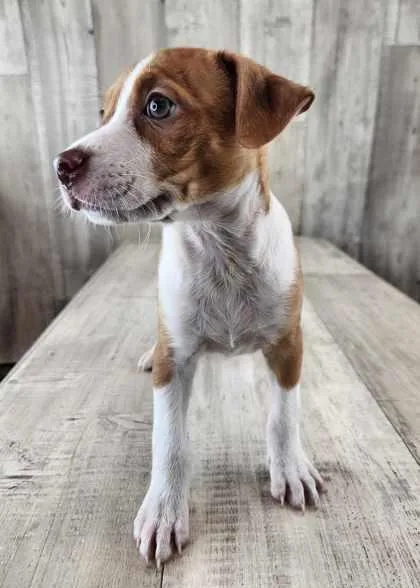A young medium-sized female Mixed Breed dog named Monica for adoption in Shreveport, LA