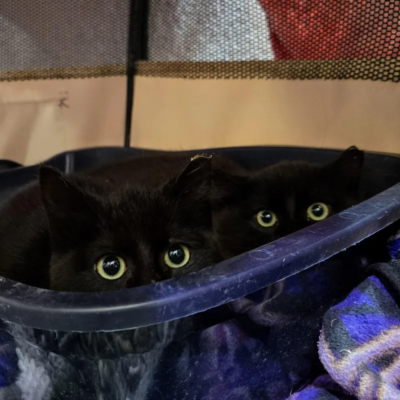 Jasper Holmlund thumbnail 4