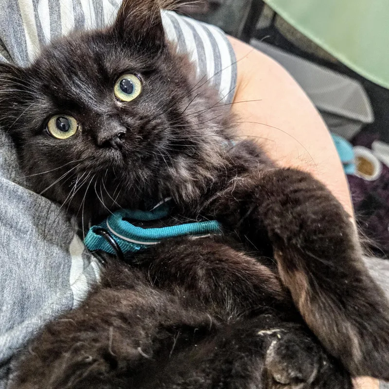 Jasper Holmlund thumbnail 5