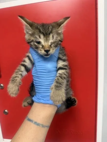 A young small-sized male Domestic Short Hair cat named B Larry for adoption in North Charleston, SC