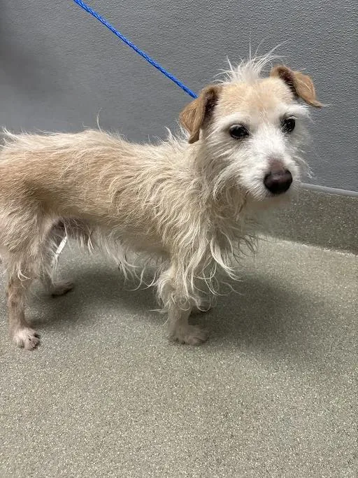 An adult small-sized male Terrier dog named Marley for adoption in Las Vegas, NV