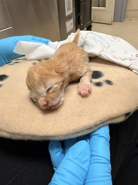 A baby small-sized male Domestic Short Hair cat named Jj for adoption in Riverside, CA