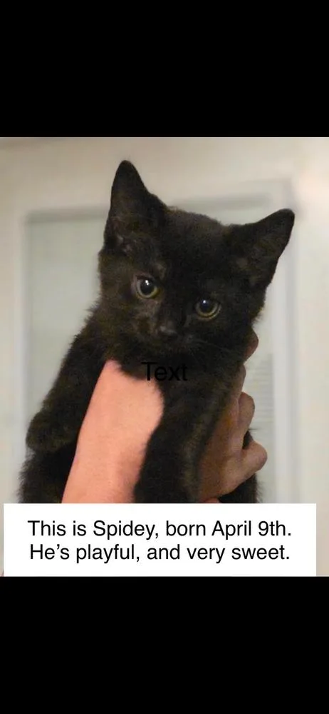 A baby medium-sized male Black Domestic Short Hair cat named Spidey for adoption in Kannapolis, NC