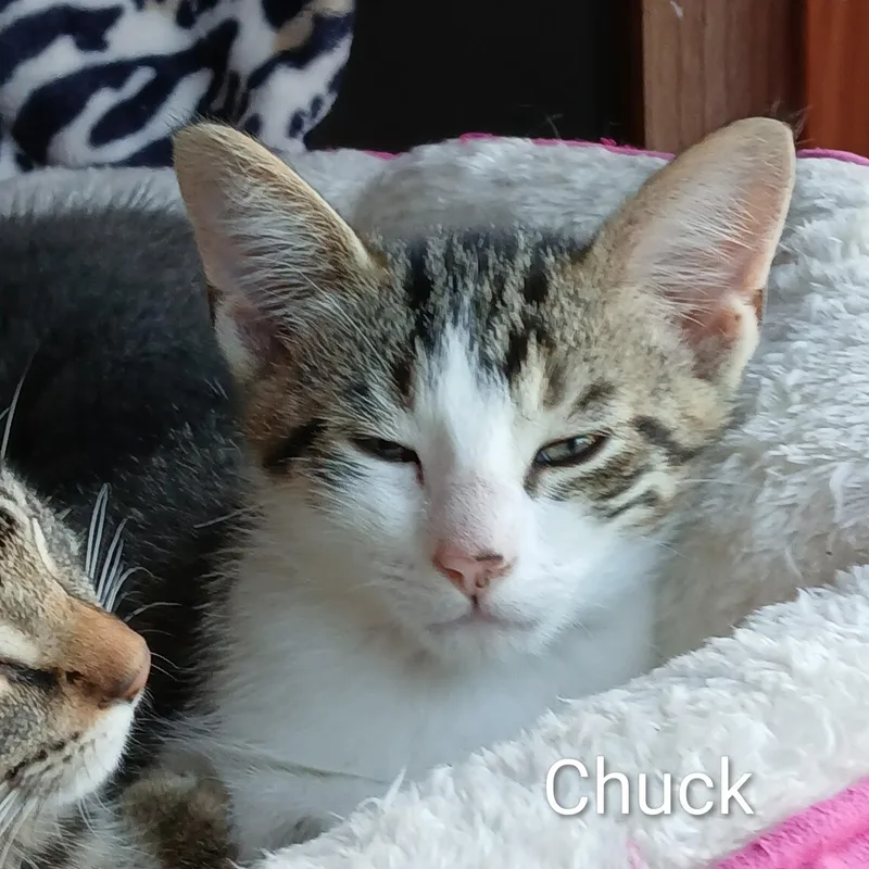 A baby medium-sized male Tabby (Gray / Blue / Silver) Domestic Short Hair cat named Chuck for adoption in Ludington, MI
