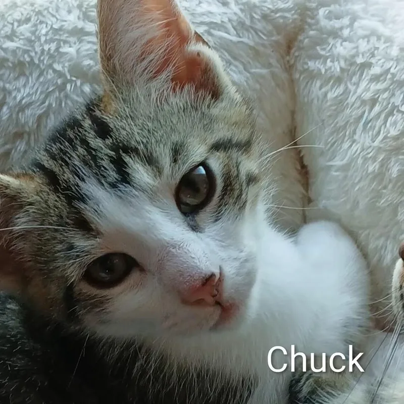 Chuck thumbnail 2