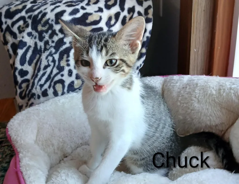 Chuck thumbnail 4