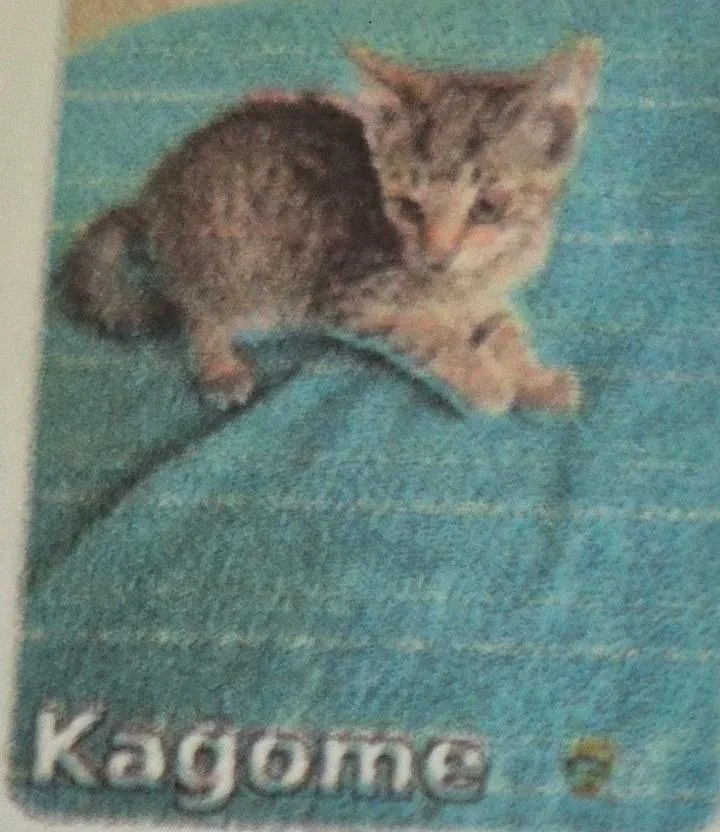 A baby medium-sized female Domestic Short Hair cat named Kagome for adoption in Pittsboro, NC