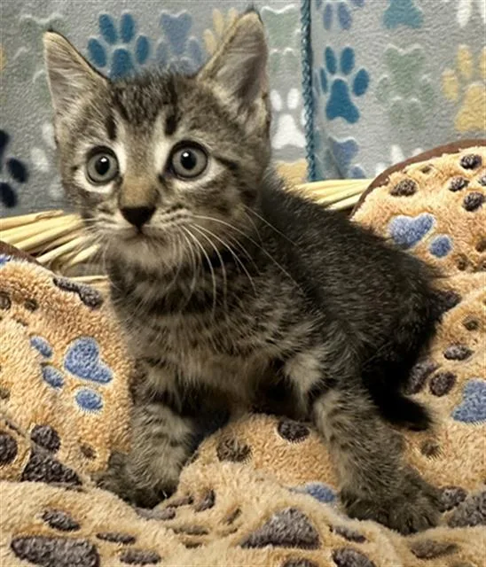 A baby small-sized male Domestic Short Hair cat named James for adoption in Rosenberg, TX