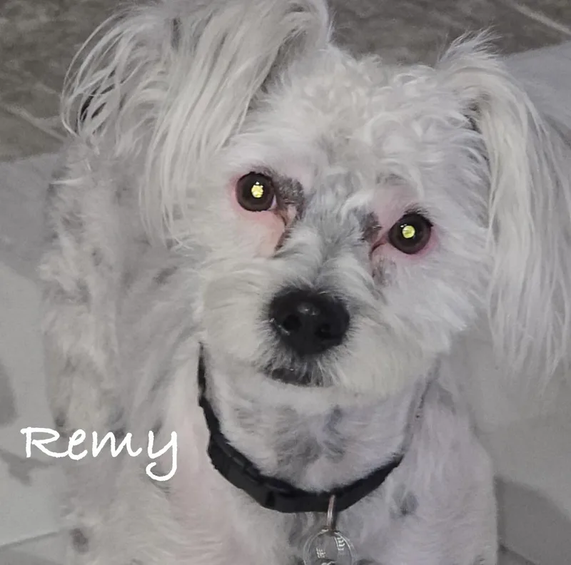 Remy thumbnail 4