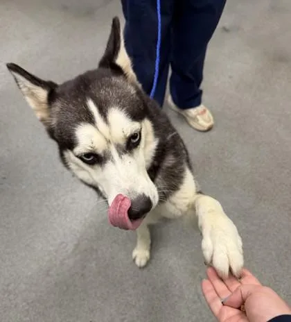 An adult large-sized female Husky dog named Nova for adoption in New Orleans, LA