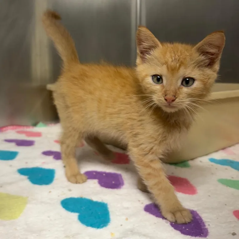 A baby small-sized male Orange / Red Domestic Short Hair cat named Nigel for adoption in Bryan, TX