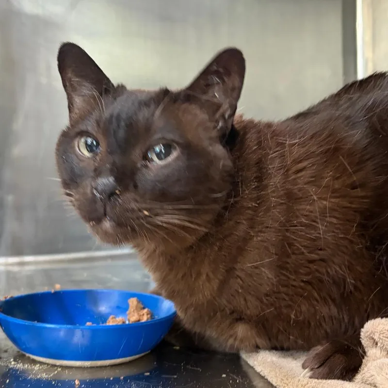 A senior medium-sized male Domestic Short Hair cat named Chino for adoption in Cumming, GA
