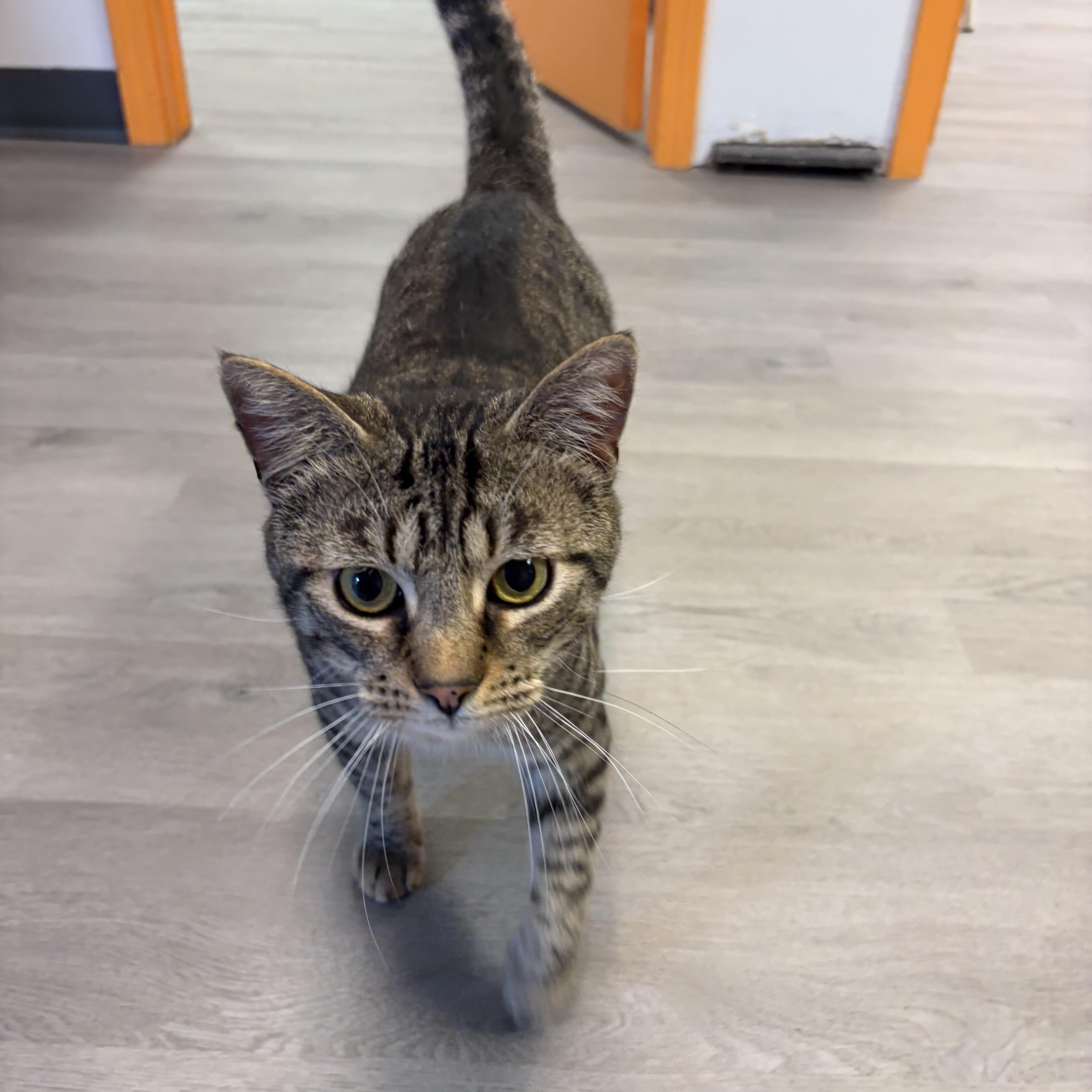 A young medium-sized male Tabby (Brown / Chocolate) Domestic Short Hair cat named Alfonzo for adoption in Muncie, IN