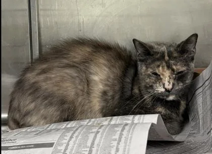 An adult small-sized female Domestic Short Hair cat named Savannah Bananas for adoption in West Chester, PA