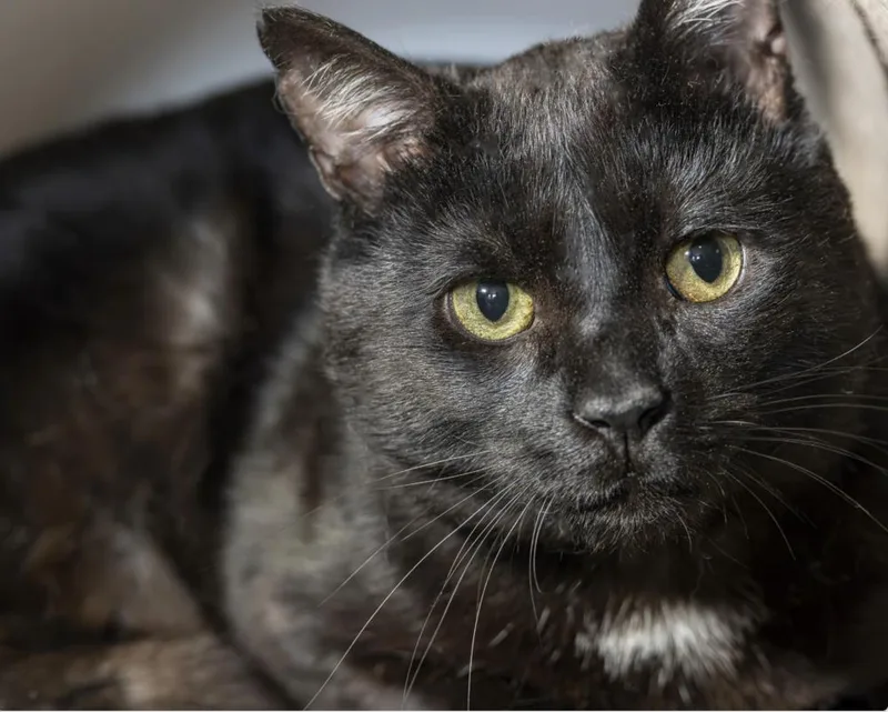 An adult large-sized male Black Domestic Short Hair cat named Nuggets for adoption in Oradell, NJ