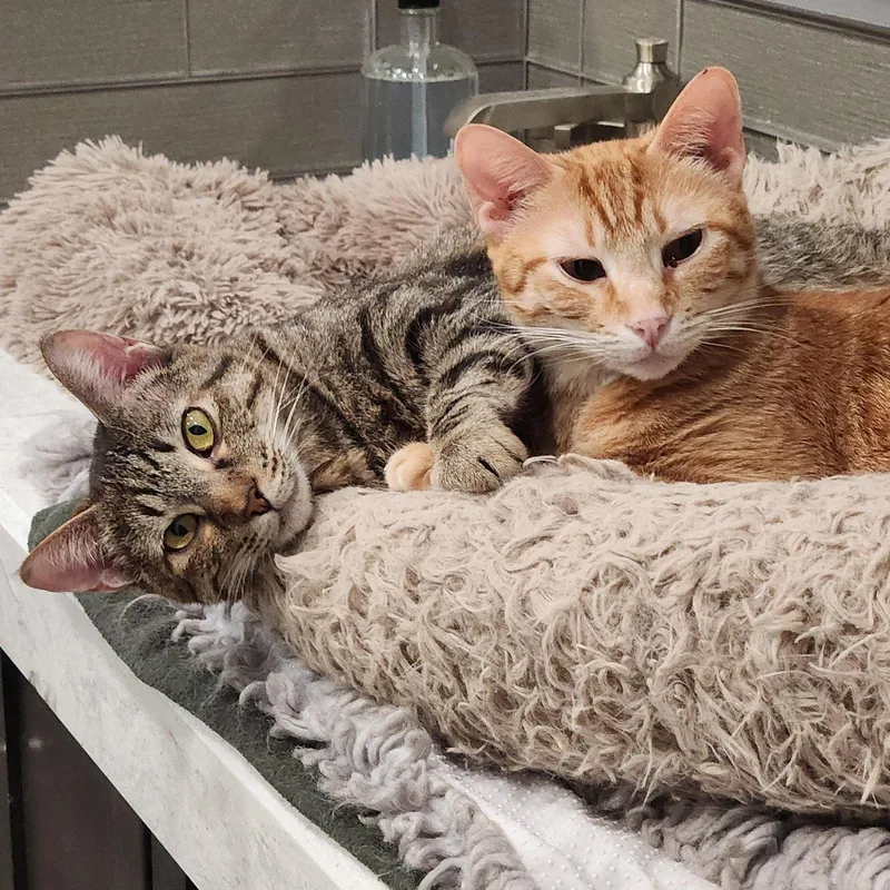 An adult medium-sized male Orange / Red Domestic Short Hair cat named Phoenix for adoption in Monrovia, CA