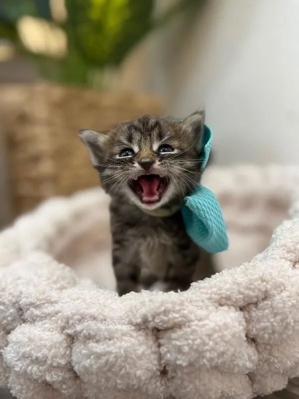 A baby medium-sized male Tabby (Brown / Chocolate) Tabby cat named Silly Mcstrong Paws for adoption in Friendswood, TX