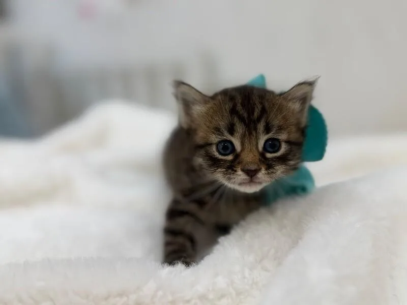 Silly Mcstrong Paws thumbnail 5