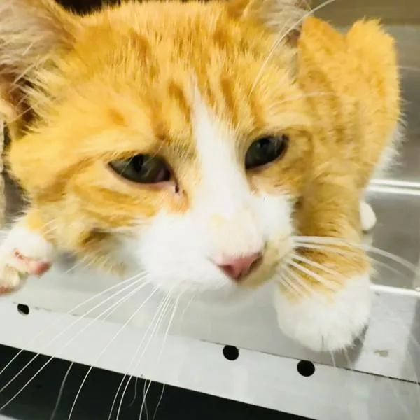 A young small-sized male Domestic Short Hair cat named Bill for adoption in Des Moines, IA