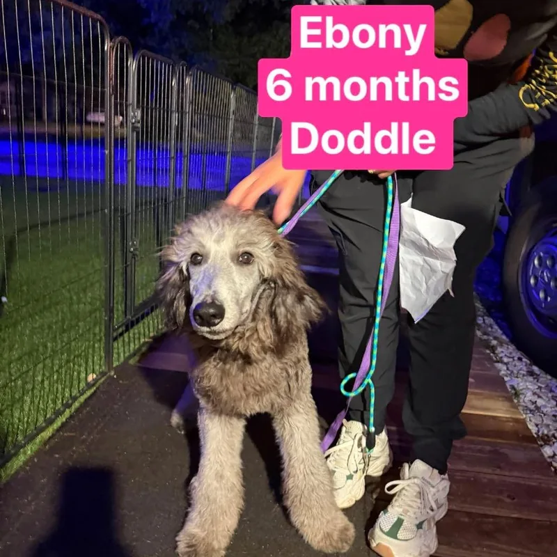 Ebony