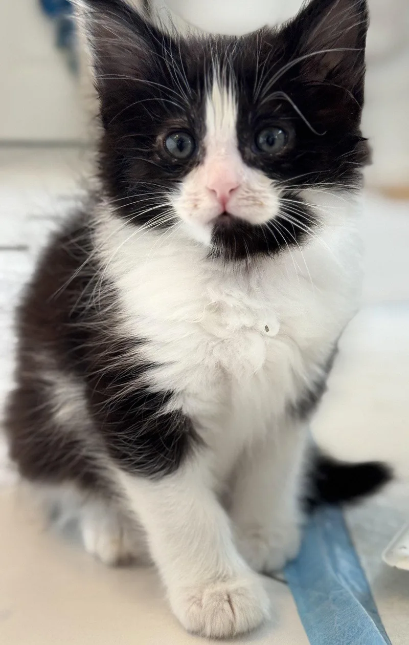 A baby medium-sized male Black & White / Tuxedo Domestic Short Hair cat named Sirius for adoption in San Jose, CA