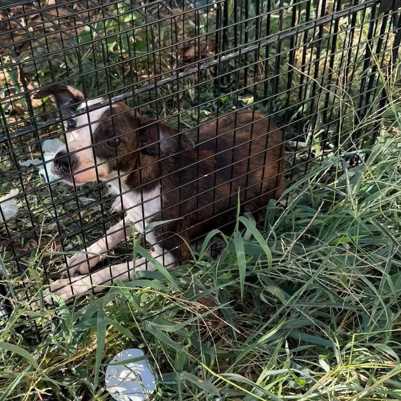 A young small-sized female Chihuahua dog named Sofia for adoption in Madill, OK