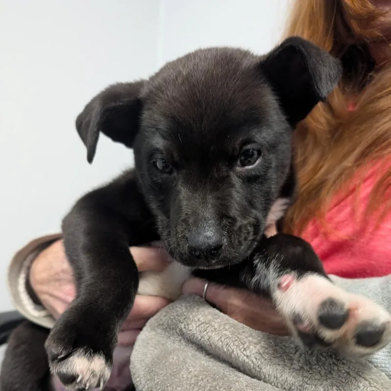 A young small-sized male Black Retriever dog named Reggie for adoption in Greenville, SC