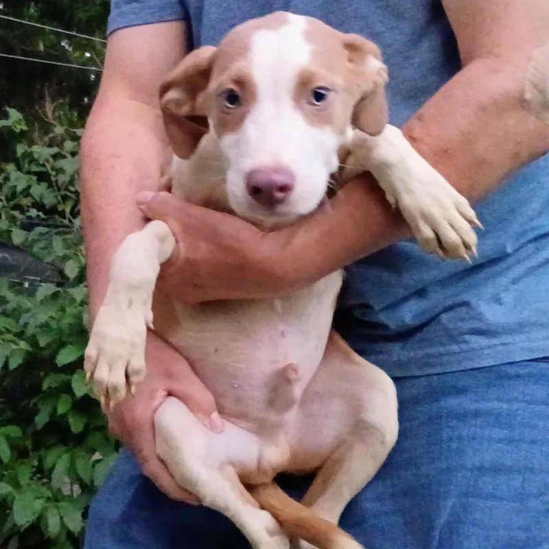 A baby medium-sized male White / Cream Vizsla dog named Martin for adoption in Lima, OH