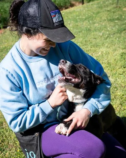 An adult medium-sized male Mixed Breed dog named Classic for adoption in Chamblee, GA
