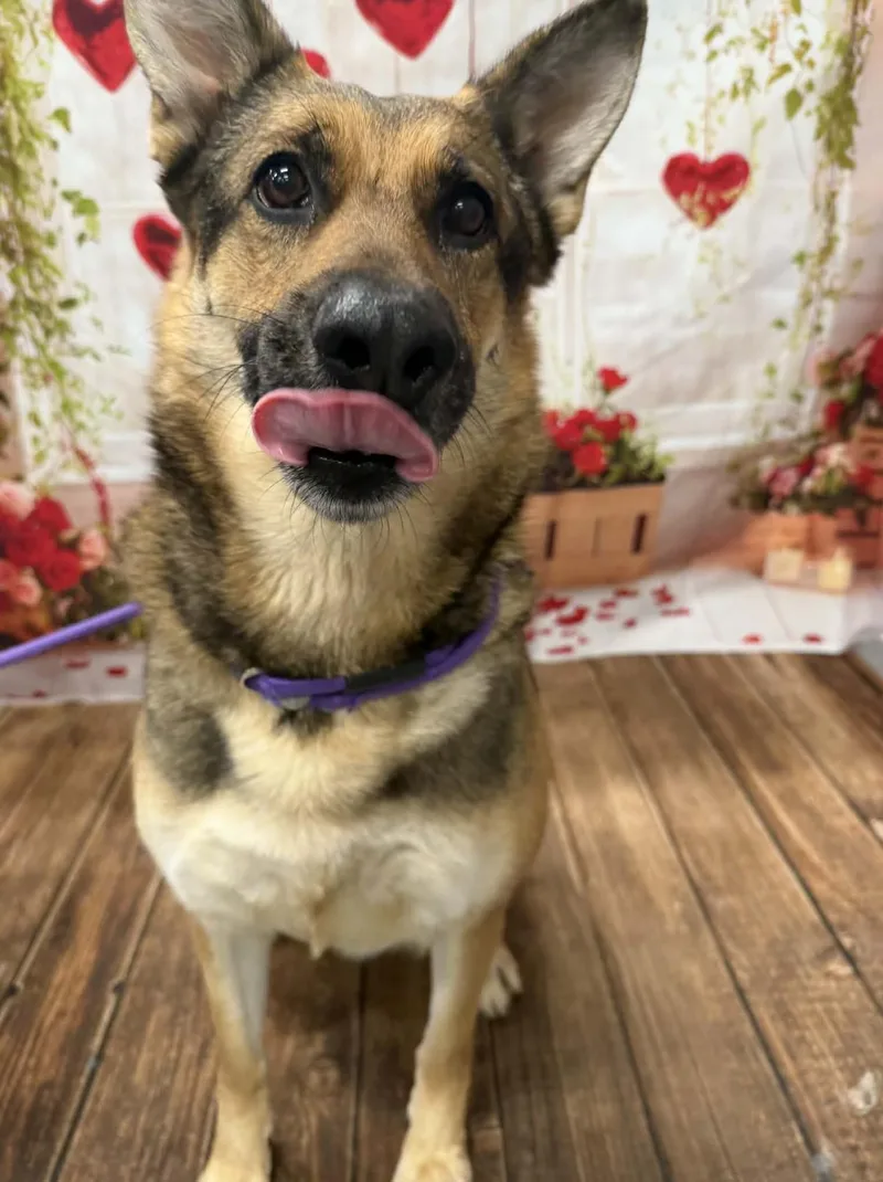 A young medium-sized female German Shepherd Dog dog named Patricia for adoption in Allen, TX