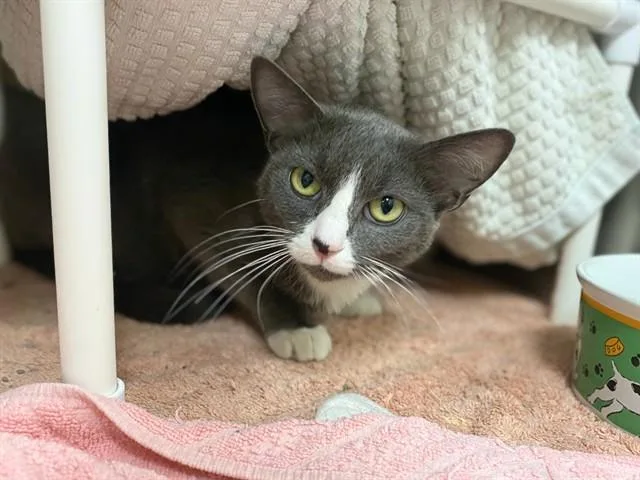 A young medium-sized female Domestic Short Hair cat named Grace for adoption in Fort Wayne, IN
