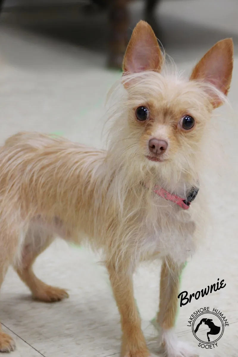 Brownie thumbnail 2