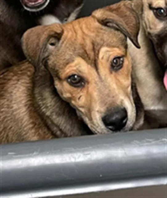 Rice Urgent! Longtime