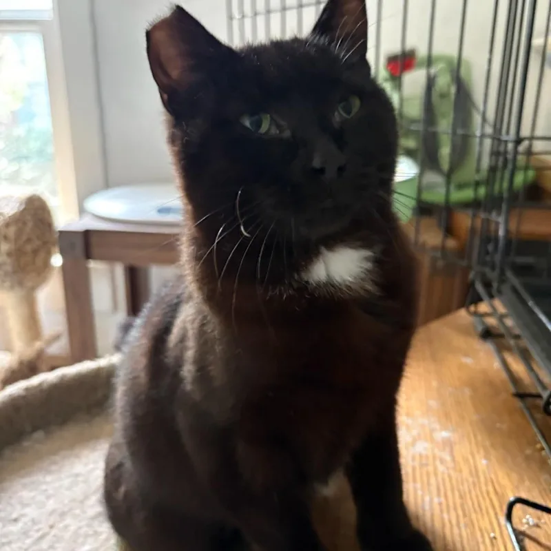 A young medium-sized female Black Domestic Short Hair cat named Sienna for adoption in Silverton, OR