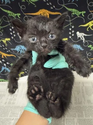 A baby small-sized female Domestic Short Hair cat named Melinda for adoption in Riverside, CA