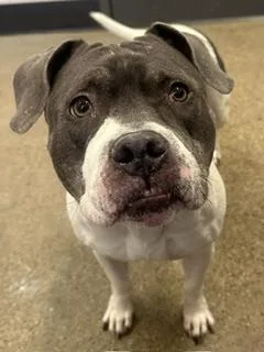An adult medium-sized female Gray / Blue / Silver Pit Bull Terrier dog named Frigga for adoption in Cleveland, OH