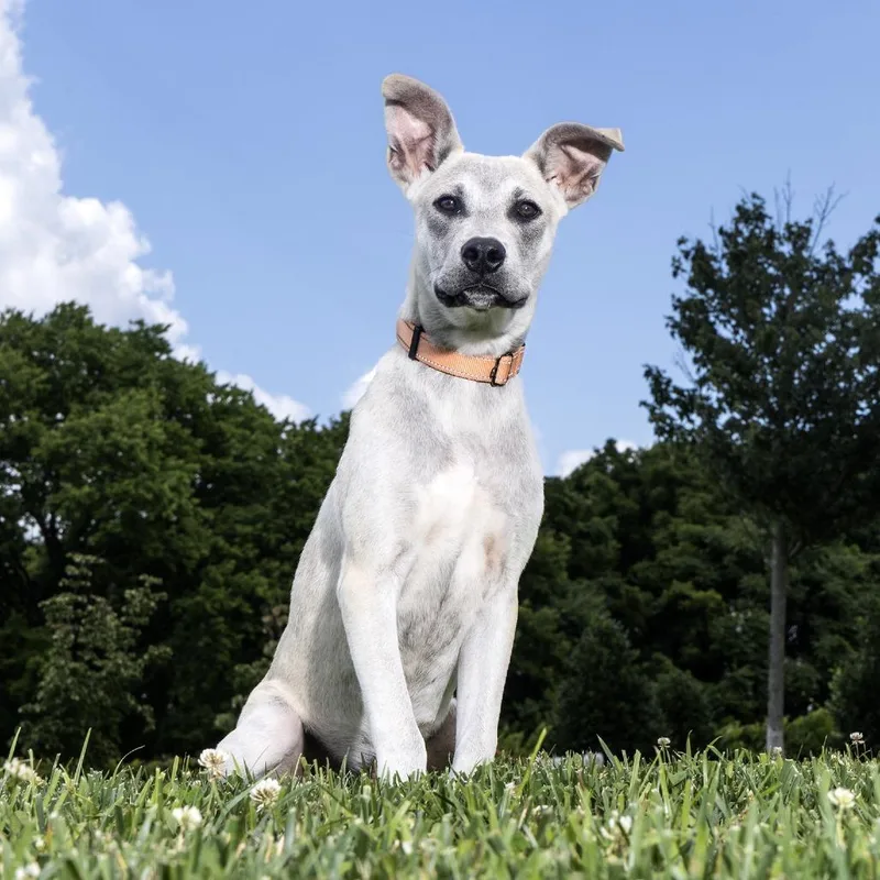 A young medium-sized male Gray / Blue / Silver Mixed Breed dog named Phineas for adoption in Franklin, TN