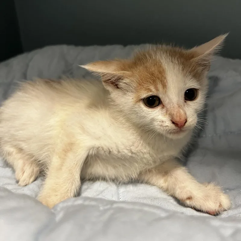 A baby small-sized male White Domestic Short Hair cat named Dime Lime for adoption in Chattanooga, TN
