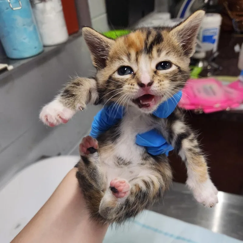 A baby small-sized female Calico Domestic Short Hair cat named Tiana for adoption in Summerville, SC