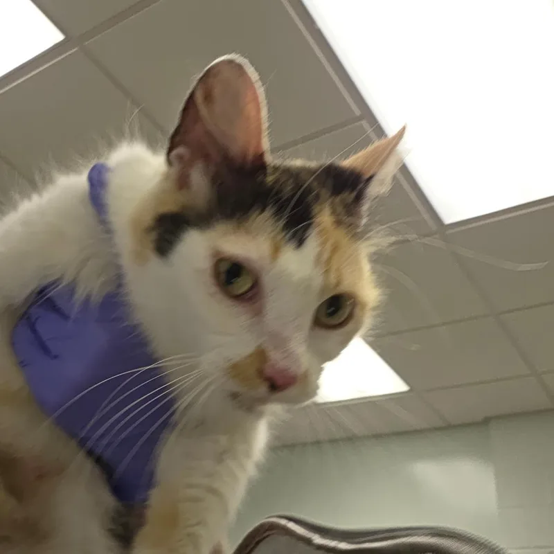 An adult medium-sized female White Domestic Short Hair cat named Bell for adoption in Chattanooga, TN