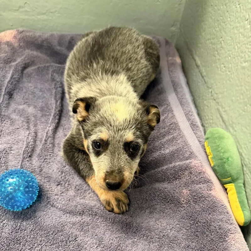 A baby small-sized female Black Mixed Breed dog named Pop for adoption in Asheville, NC