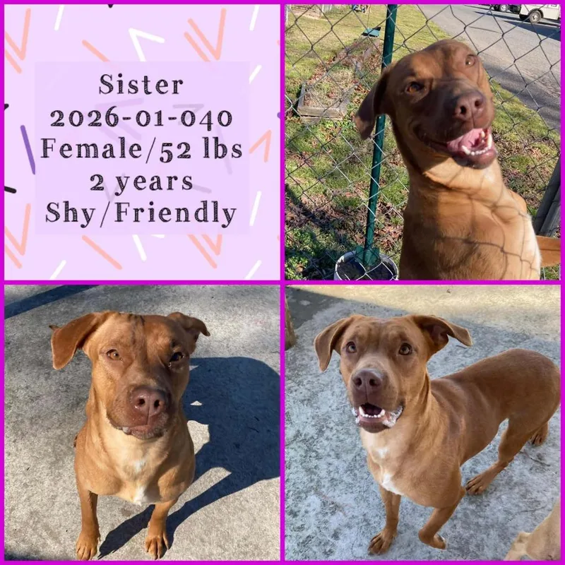 A young medium-sized female Labrador Retriever dog named Sister for adoption in Winder, GA