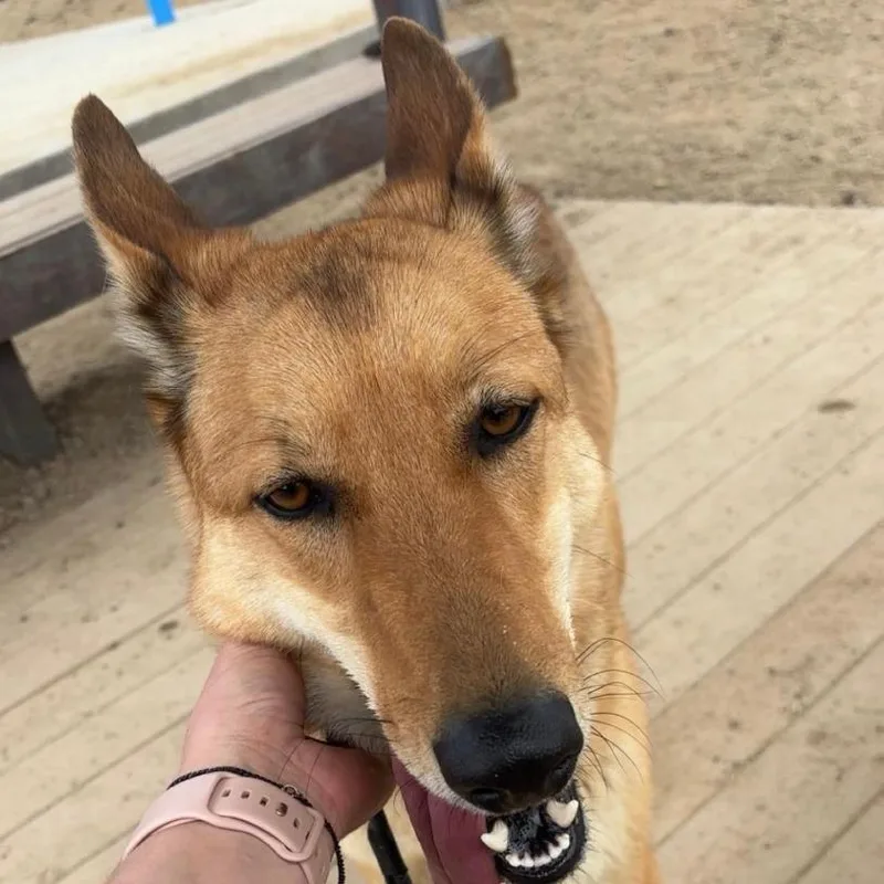 An adult medium-sized male Brown / Chocolate German Shepherd Dog dog named Rusty for adoption in Stagecoach, NV