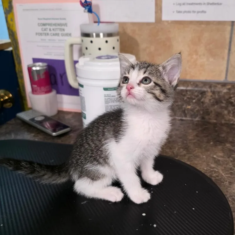A baby small-sized female Brown / Chocolate Domestic Short Hair cat named Tigger for adoption in Eureka Springs, AR
