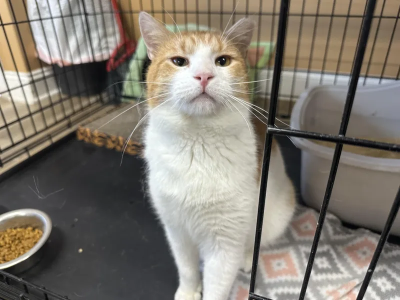 Pavarotti thumbnail 2