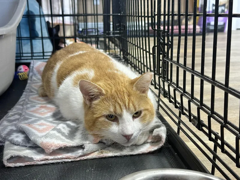 Pavarotti thumbnail 3