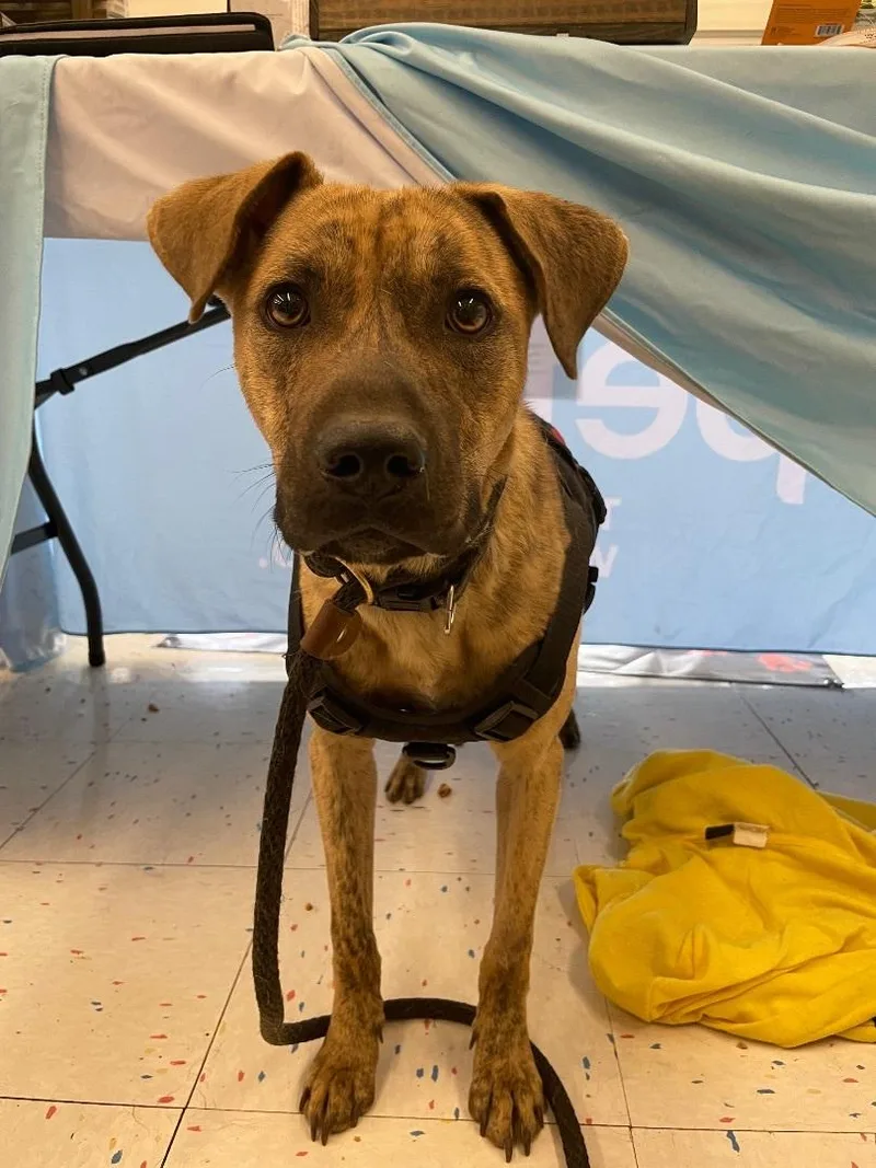 An adult medium-sized male Brindle Plott Hound dog named Casper for adoption in Islip Terrace, NY