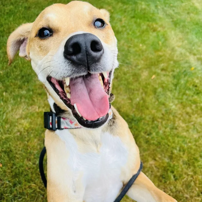 A senior medium-sized male Yellow / Tan / Blond / Fawn Mixed Breed dog named Toby for adoption in Grand Rapids, MI